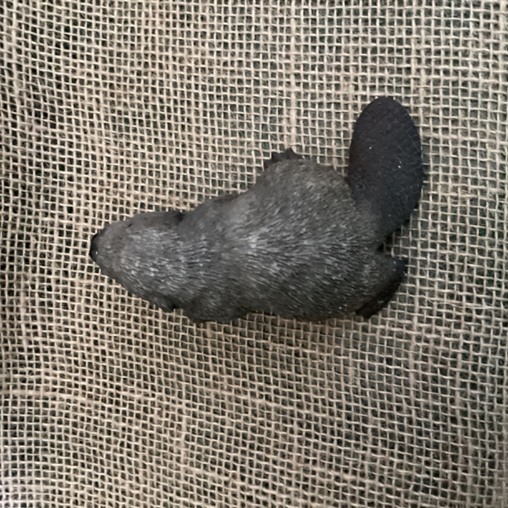 Beaver Figurine Resin - Super Cute - Picture 5 of 10